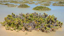 Glaucous glasswort (Arthrocnemum macrostachyum) bushes partly submerged by a high tide in a coastal lagoon, Sotavento, Fuerteventura, Canary Islands, May.