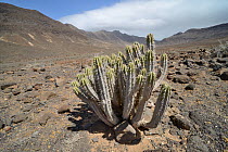 Jandia spurge / Cardon de Jandia (Euphorbia handiensis) a rare Red Data Book listed Fuerteventuran endemic plant found only in two valleys in the far south of the island, Barranco Gran Valle, Jandia p...