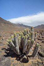 Jandia spurge / Cardon de Jandia (Euphorbia handiensis) a rare Red Data Book listed Fuertventuran endemic plant found only in two valleys in the far south of the island, Barranco Gran Valle, Jandia pe...