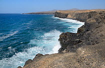 Rugged volcanic rock coastline at Puerto de la Torre, Fuerteventura, Canary Islands, June.