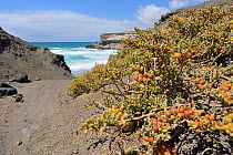 Sea grape / Uvas de mar (Zygophyllum / Tetraena fontanesii) bushes growing in gulley in volcanic rock cliffs leading down to a beach, La Pared, Fuerteventura, May.