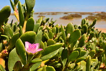 Sea Purslane / Shoreline purslane (Sesuvium portulacastrum) flowering on the sandy shore of a coastal lagoon, Sotavento, Fuerteventura, Canary Islands, May.