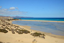 Sotavento lagoon, looking towards the Windsurf Centre and windsurfers, near Jandia, Fuerteventura, Canary Isalnds, May.