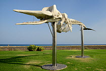 Skeleton of a Sperm whale (Physeter macrocephalus) on the seafront at Jandia Playa, one of a number of stranded whales exhibited around Fuerteventura by the 'Senda de los cetaceos' (path of the cetace...