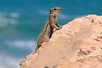 Barbary ground squirrel (Atlantoxerus getulus) on sea cliff edge with sea in the background, Fuerteventura, Canary Islands, May.