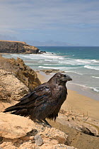 Canary Island Raven (Corvus corax tingitanus) adult perched on sea cliff edge with sea in the background, Fuerteventura, Canary Islands, May. This is the smallest subspecies of Raven, restricted to Mo...