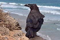 Canary Island Raven (Corvus corax tingitanus) adult perched on sea cliff edge with surfers in the background, Fuerteventura, Canary Islands, May. This is the smallest subspecies of Raven, restricted t...