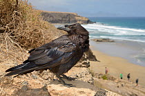 Canary Island Raven (Corvus corax tingitanus) adult perched on sea cliff edge with sea in the background, Fuerteventura, Canary Islands, May. This is the smallest subspecies of Raven, restricted to Mo...