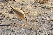 Cream-coloured courser (Cursorius cursor) bowing during courtship in steppe scrubland, Jandia Natural Park, Fuerteventura, Canary Islands, May.