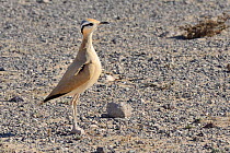 Cream-coloured courser (Cursorius cursor) standing upright during courtship in steppe scrubland, Jandia Natural Park, Fuerteventura, Canary Islands, May.