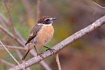 Canary Islands stonechat /  Fuerteventura chat (Saxicola dacotiae), endemic to the Canary Islands and now restricted to Fuerteventura, perched in a bush, Fuerteventura, Canary Islands, May.