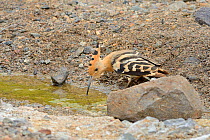 Hoopoe (Upupa epops), drinking from a rare water source, a small stream in the largely parched southwest part of the island, Fuerteventura, Canary Islands, May.
