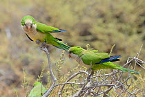 Two Monk parakeets (Myiopsitta monachus) perched on a bush in coastal scrubland, Fuerteventura, Canary Islands, May.