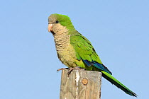 Monk parakeet (Myiopsitta monachus) perched on a fence post on a seafront, Fuerteventura, Canary Islands, May.