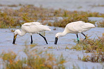 Two Eurasian spoonbills (Platalea leucorodia) foraging together in tidal marshland, one with a colour ring attached as a nestling in Denmark three years earlier, Sotavento lagoon, Fuerteventura, Canar...