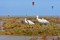 Three Eurasian spoonbills (Platalea leucorodia) resting on a small vegetated island in Sotavento lagoon with many kite surfers in the background, Fuerteventura, Canary Islands, May.