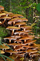 Large clump of Honey fungus (Armillaria mellea) growing on a treestump in deciduous woodland, near Olsztynek, Masuria, Poland, September.