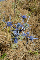 Amethyst eryngo / Blue eryngo (Eryngium amethystinum) flowering in limestone mountains, near Kosmas, Arcadia, Peloponnese, Greece, August.