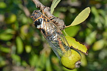 European / Common cicada (Lyristes plebejus) male calling from a Pomegranate tree, near Nafplio, Peloponnese, Greece, July.