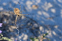 Lobed argiope spider (Argiope lobata) on its web among roadside vegetation, near Nafplio, Argolis, Peloponnese, Greece, July.