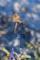 Lobed argiope spider (Argiope lobata) on its web among roadside vegetation, near Nafplio, Argolis, Peloponnese, Greece, July.