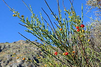 Poet's cassia / Osyris (Osyris alba) bush with red berries among coastal maquis scrubland. A plant in the mistletoe family semi-parasitic on the roots of other species, near Nafplio, Argolis, Peloponn...