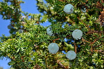 Prickly juniper (Juniperus oxycedrus oxycedrus), with ripening seed cones in pastureland in limestone mountains, near Kosmas, Arcadia, Peloponnese, Greece, August.