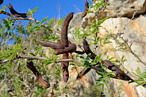 Sweet acacia / Needle bush (Vachellia farnesiana / Acacia farnesiana) a Central American species invasive in many parts of the world on dry saline soils, growing by the coast, near Nafplio, Argolis, P...