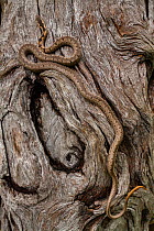 Mopane snake (Hemirhagerrhis nototaenia) on the trunk of a tree  Gorongosa National Park, Mozambique