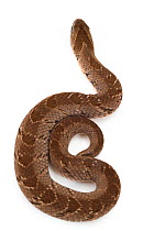 Night adder (Causus defilippi) on white background. Gorongosa National Park, Mozambique. Controlled conditions.