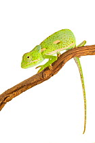 Flap-necked chameleon (Chamaeleo dilepis) from the Greater Gorongosa Ecosystem, Mozambique. Controlled conditions.
