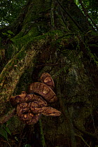 Ringed tree boa (Corallus annulatus) at La Selva Biological Station, Costa Rica.