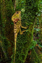 Helmeted iguana (Corytophanes cristatus) at La Selva Biological Station, Costa Rica.
