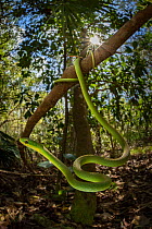 Rough green snake (Opheodrys aestivus) hanging from a branch, Ocala National Forest, Florida, USA. March.