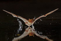 Rendall's serotine bats (Neoromicia rendalli) drinking from pool in flight, Gorongosa National Park, Mozambique.