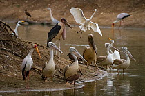 Birds, marabou storks (Leptoptilos crumenifer), great egrets (Ardea alba), yellow-billed storks (Mycteria ibis), and grey herons (Ardea cinerea), pink-backed pelicans (Pelecanus rufescens), and hamerk...