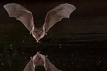 Horseshoe bat (Rhinolophus sp.) taking drink at a pond in Gorongosa National Park, Mozambique.