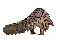 Cape pangolin (Smutsia temminckii) rear view; rescued from poachers, Gorongosa National Park, Mozambique. Photographed on white background before release.