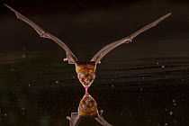 African trident bat (Triaenops afer) takes a drink at a pond in Gorongosa National Park, Mozambique.