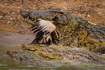 Nile crocodile (Crocodylus niloticus) with Great white pelican (Pelecanus onocrotalus) caught in mouth, Msicadzi River, Gorongosa National Park, Mozambique.