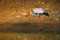 Yellow-billed stork (Mycteria ibis) swallowing a tiny fish that it has captured in the Msicadzi River, Gorongosa National Park, Mozambique.