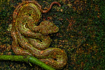 Eyelash viper (Bothriechis schlegelii) waiting for prey on the trunk of a tree, La Selva Biological Station, Costa Rica. Small repro only.