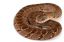 Night adder (Causus defilippi)  Greater Gorongosa Ecosystem, Mozambique. Controlled conditions.