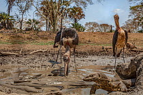 Marabou storks (Leptoptilos crumenifer) hunting Sharpooth catfish (Clarias gariepinus) in the dried up  Mussicadzi River.  In the background a bushbuck (Tragelaphus sylvaticus) drinks at another small...