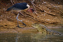 Marabou stork (Leptoptilos crumenifer) snatching a small fish from the jaws of a Nile crocodile (Crocodilus niloticus) that has come up to swallow the fish.  Gorongosa National Park, Mozambique