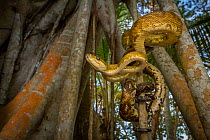 Central American tree boa (Corallus ruschenbergerii) wraps around trunk of a fig tree on a palm-covered beach near Tayrona National Natural Park, northern Colombia