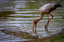 Nile crocodile (Crocodylus niloticus) emerges from the Msicadzi River  to swallow a mouthful of fish as a yellow-billed stork (Mycteria ibis) scans for fish nearby. Gorongosa National Park, Mozambique...