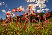 Prairie smoke / Old man's whiskers flowers (Geum triflorum) San Juan National Forest,  Durango, Colorado, USA, May.