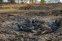 Nile monitor lizards (Varanus niloticus) converging on last remaining puddle of water in the Mussicadzi River to hunt Sharpooth catfish (Clarias gariepinus). Baboons (Papio sp.) and a busbuck (Tragela...