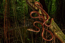 Blunt-headed tree snake (Imantodes cenchoa) La Selva Biological Station, Costa Rica.